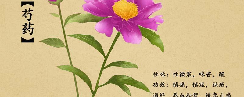 芍药花的药用价值  芍药花和芍药的区别