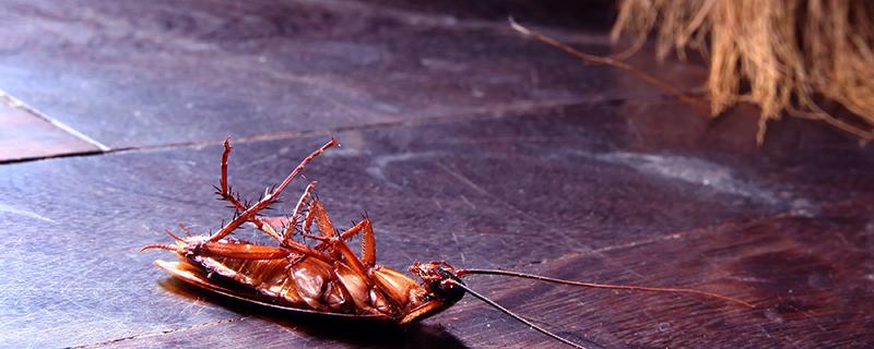 蟑螂怎么消灭最干净彻底的方法 蟑螂爬到床上怎么办