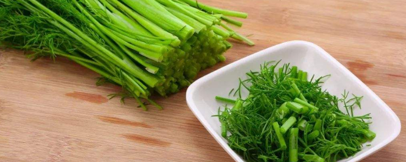 吃茴香菜的坏处 小茴香籽煮水喝的禁忌