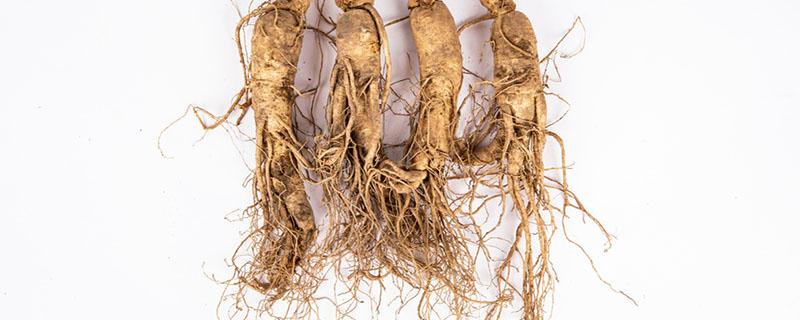 鲜人参可以冷冻保存吗 鲜人参冷冻会影响药效吗