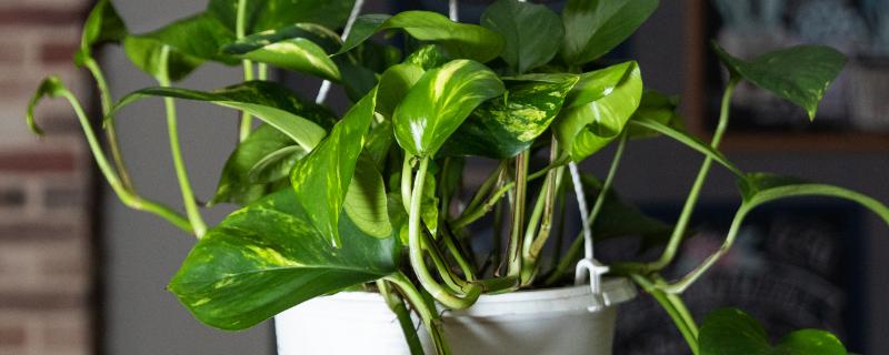 绿萝放在卧室对人是否有影响 为什么卧室不能放绿萝