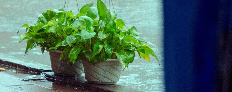 绿萝能放卧室吗对身体有害吗 绿萝除甲醛效果好吗