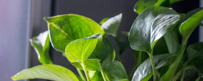 绿萝和活性炭除甲醛哪个好 绿萝除甲醛后还能继续放房间吗