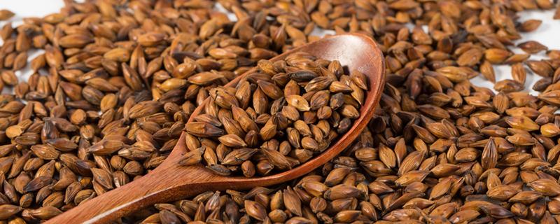 喝大麦茶养胃还是伤胃 喝大麦茶会拉肚子吗