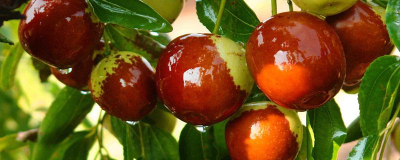 冬枣发皱还能吃吗 冬枣要削皮吃吗