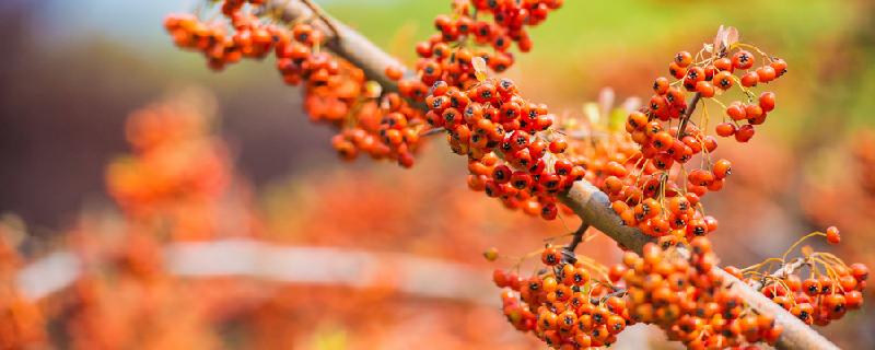 沙棘汁对肝脏有好处吗 沙棘汁什么时候喝效果最好