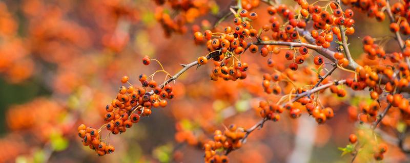 沙棘果是热性的还是凉性 沙棘果是酸性还是碱性