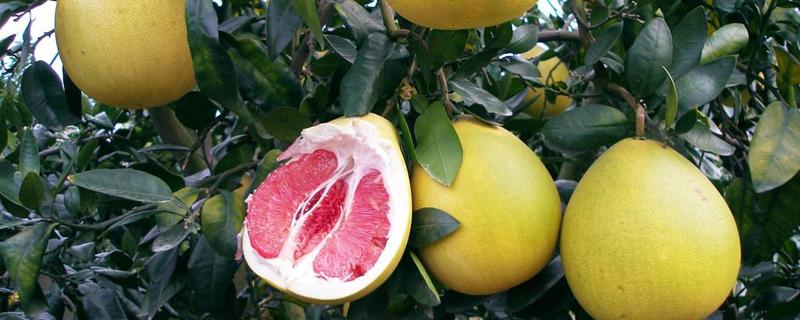 红心柚子热量高吗 减肥可以吃红色柚子吗
