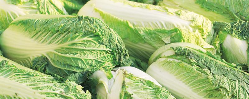 白菜是发物吗 痛风可以吃白菜吗