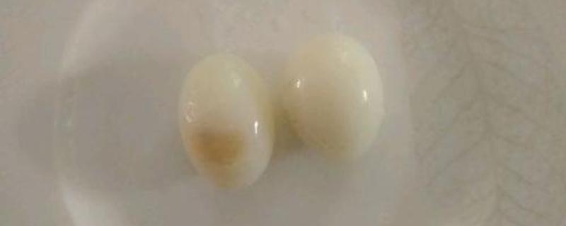 鸽子蛋煮熟是什么颜色 鸽子蛋煮熟怎么是绿色的