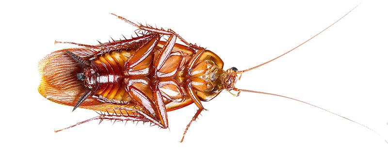 喝了蟑螂泡的水怎么办 蟑螂泡过的水有多脏