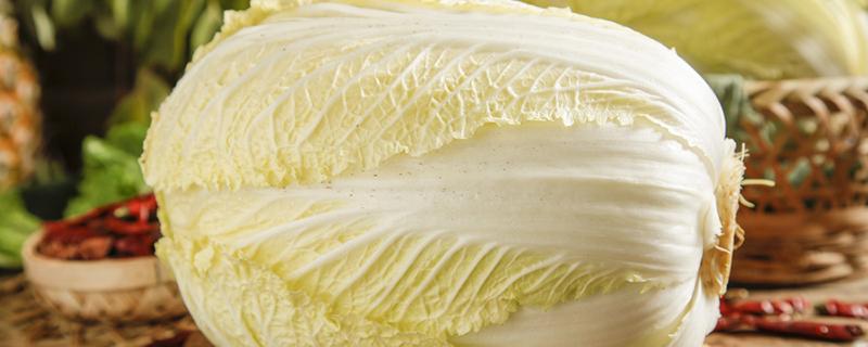 白菜是粗纤维蔬菜吗 白菜是感光食物吗