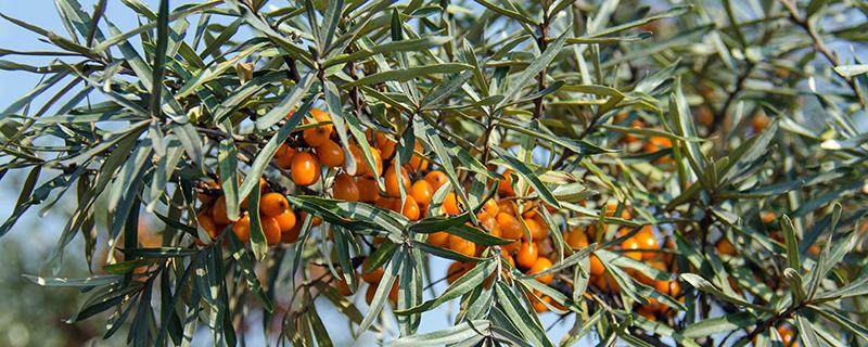 沙棘和蜂蜜能一起吃吗 沙棘配蜂蜜的功效