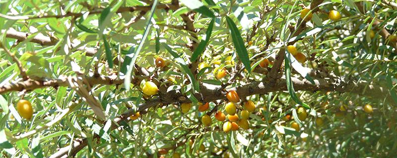 沙棘可以泡水喝吗 沙棘果泡水喝的功效