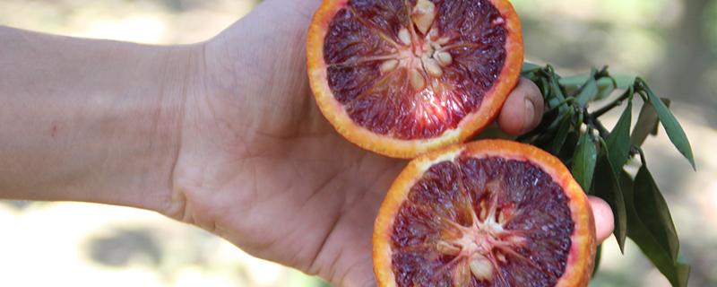 血橙怎么吃 血橙发苦是不是坏了