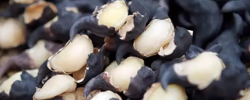 菱角能放多久不会坏 新鲜菱角怎么保存