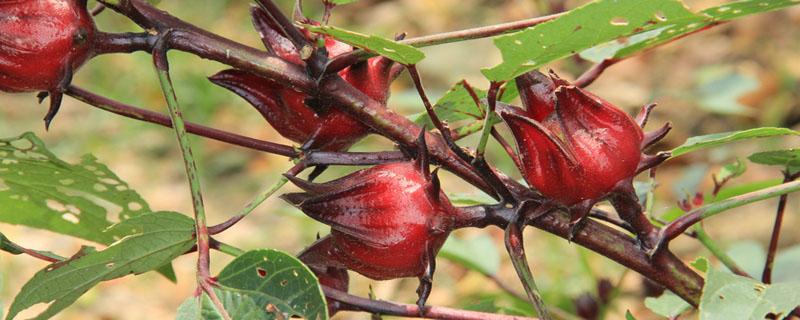 玫瑰茄可以长期饮用吗 玫瑰茄泡水是什么颜色