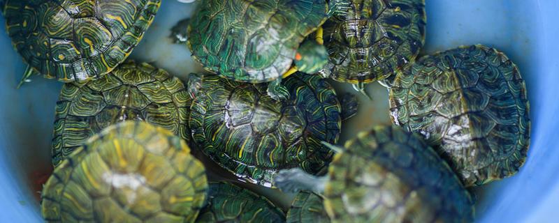 乌龟汤的功效和作用 乌龟汤的禁忌