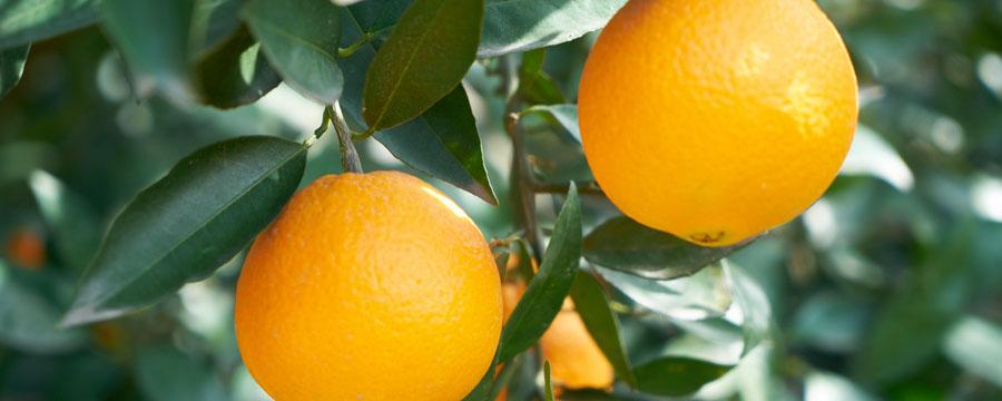 冬天吃橙子会上火吗 冬天吃橙子如何加热