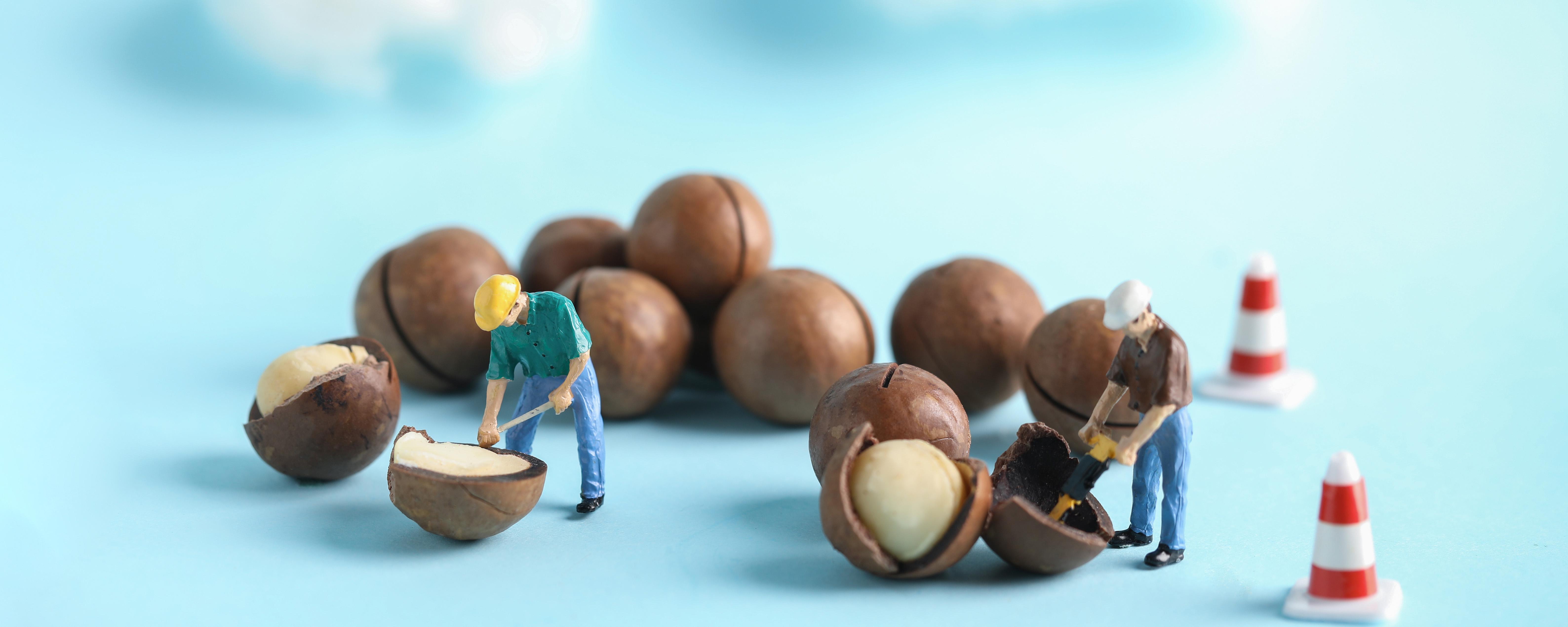 夏威夷果和榛子的区别 夏威夷果过敏有哪些症状