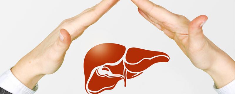 什么泡水喝养肝护肝 肝不好不能喝什么茶