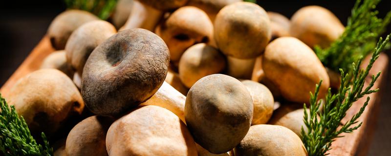 鲜蘑菇泡一夜还能吃吗 蘑菇可以生吃吗